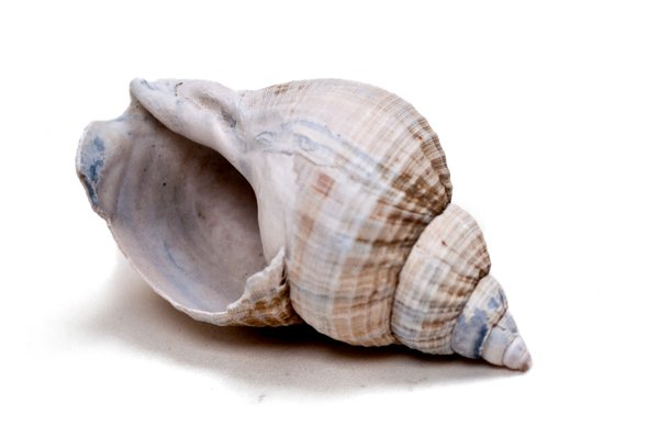 Seashell: A regular seashell found at the beach.