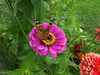 vlinders beauty1: 