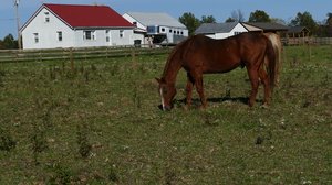 Our friends horses: I love visiting our friends and being able to take pictures of their beautiful horses. It is a beautiful fall season day to enjoy seeing them.