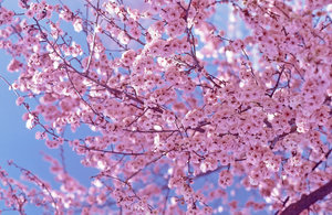 Flores de cerezo: 