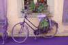 Lavender bike: Town square at Italian lavender festival