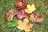 Maple leaves: Maple leaves are so many different colours.