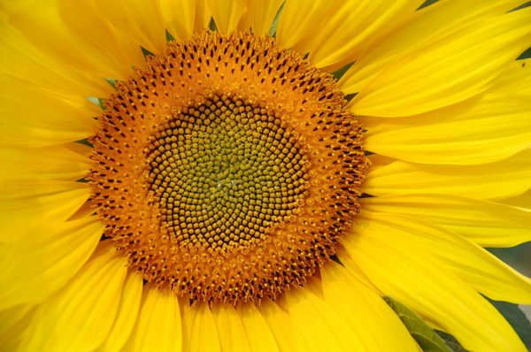 Sunflower close up: 