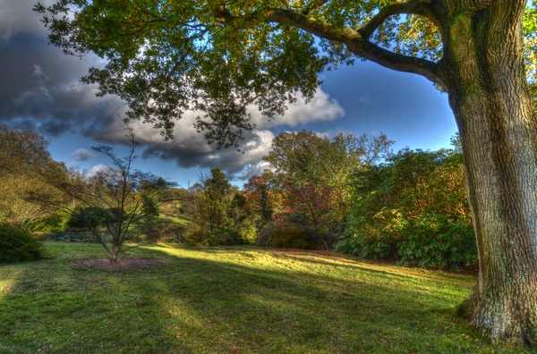 Autumn Scene 1: An arboretum in Kent in November. This image is HDR