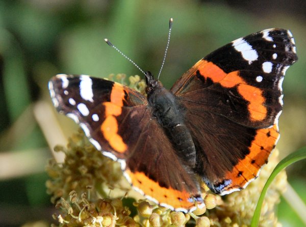 Red admiral 2: A red admiral butterfly