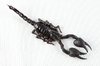 Black Scorpion Close-up: Close-up of a black scorpion isolated on a white background.