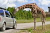 Gentle Giraffe: Giraffe graciously accepting food from tourists at a safari park.