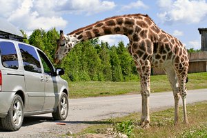 Gentle Giraffe: Giraffe graciously accepting food from tourists at a safari park.