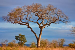 Kruger Park Scenery - HDR: Landscape scenery from Kruger National Park, South Africa. HDR composite from multiple exposures.