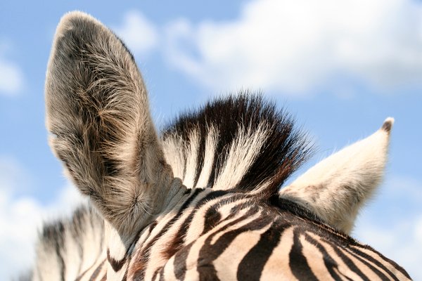 Orejas Zebra: 