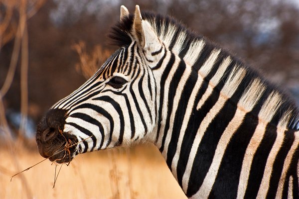 Zebra Close-up: 
