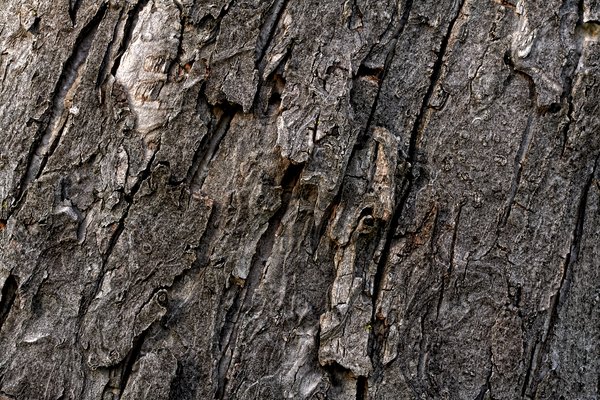 Wood Bark Texture: Close-up wood bark texture.