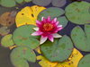 Water Lily: This water lily is from the Italian Garden at Cragside, a National Trust property in Northumberland, UK.I took it for the amazingly vivid colours of the flower itself, as well as the interesting patterning of the lily pads.