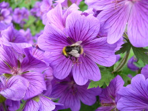 Flowers and Bee 1: Flowers with a bee, taken at Acorn Bank Garden in Cumbria.