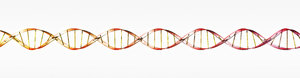 DNA molecule 1: DNA double helix illustration