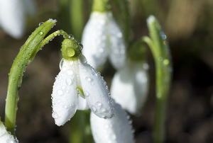 Drops on snowdrop: Snowdrops at springtime