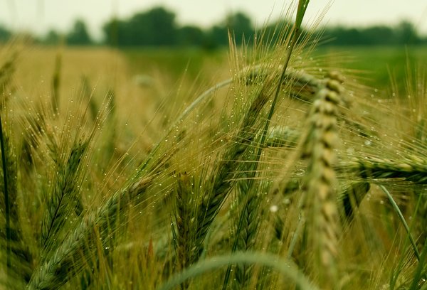 campo de trigo verde de verano: 