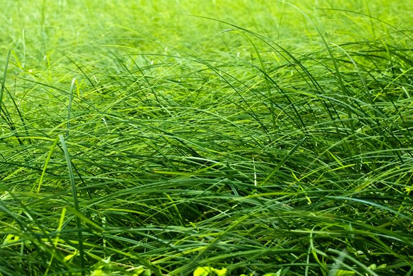Grass blade texture: Wild grass field texture