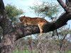 sleepy lioness 1: photo taken in Tanzania