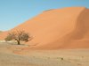 namib desert 4: Dune 45 in Namib desert is the worlds highest sand dune