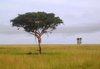 lonely tree: photo taken in Uganda