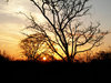 boom bij zonsondergang: 