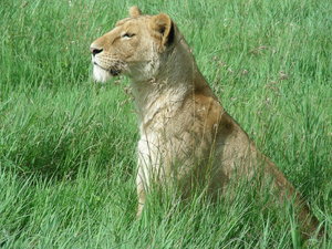 lioness 2: photo taken in Tanzania