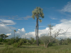 palm tree 1: Palmwage, Namibia