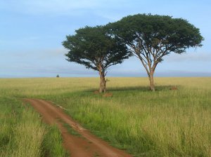 tree couple: photo taken in Uganda