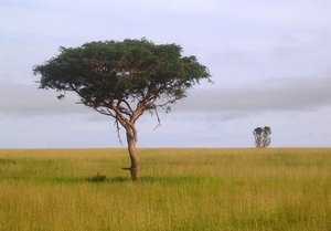 lonely tree: photo taken in Uganda