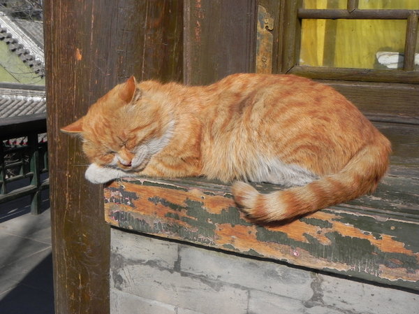 schlafende Katze: 