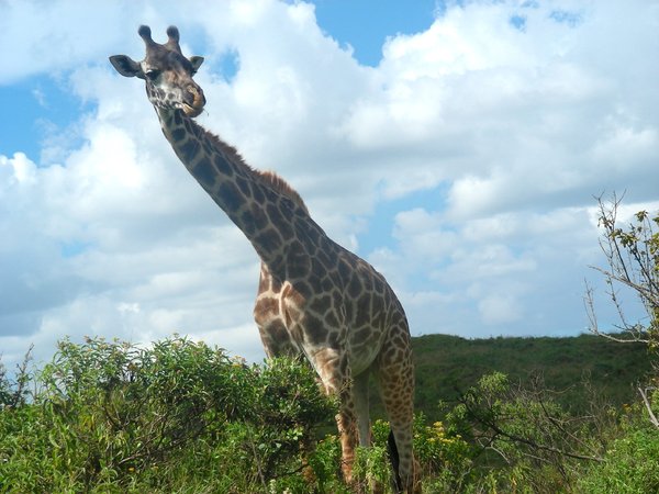 giraffe 4: photo taken in Tanzania
