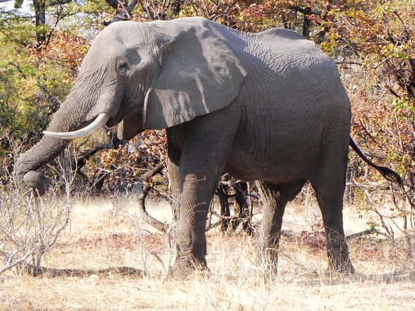 elephants in Botswana: 