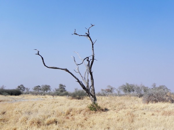 botswana landscape: none