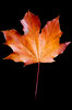 Autumn leaves 5: Various autumn leaves