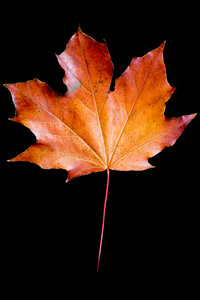 hojas de otoño 5: 