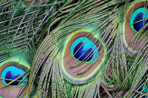 Peacock Feathers: 