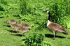 Canada Geese 2: Canada Goose protecting her babies.  Please let me know if you are able to use my pictures for something.Even if it's something small --I would be absolutely thrilled to know if they came in useful for anyone!