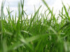 Grass: 