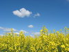 Gelbes Feld und blauer Himmel: 