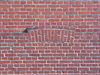 brickwall texture 17: Series of various brickwalls or brick-based walls. There are more than 50 unique textures with old and new bricks, with and without cracks, half-timbered walls, different lights etc etc and very small grid distortion.Check out all my brickwalls on SXC:htt