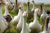 Gang Geese 1: 