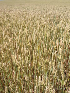 campo de trigo 2: 