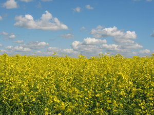 yellow field blue sky: yellow field blue sky