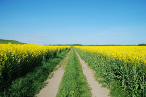 Yellow Fields and Tracks: Rapeseed fields divided by tracks.