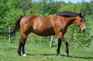Horse 2: 