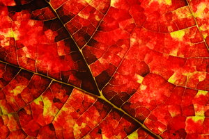 Red Herbst: 