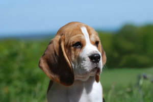 Beagle Portrait: Beagle puppy 11 weeks.