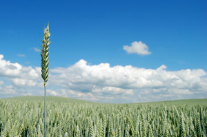El trigo y el Campo 1: 