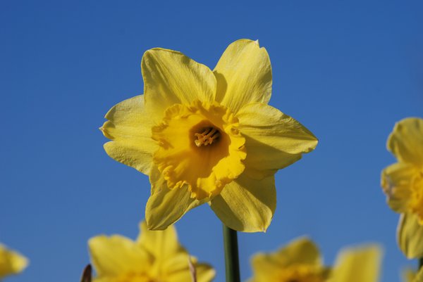 Wild daffodil 5: Wild daffodil. Widely used in Sweden in connection with Easter.